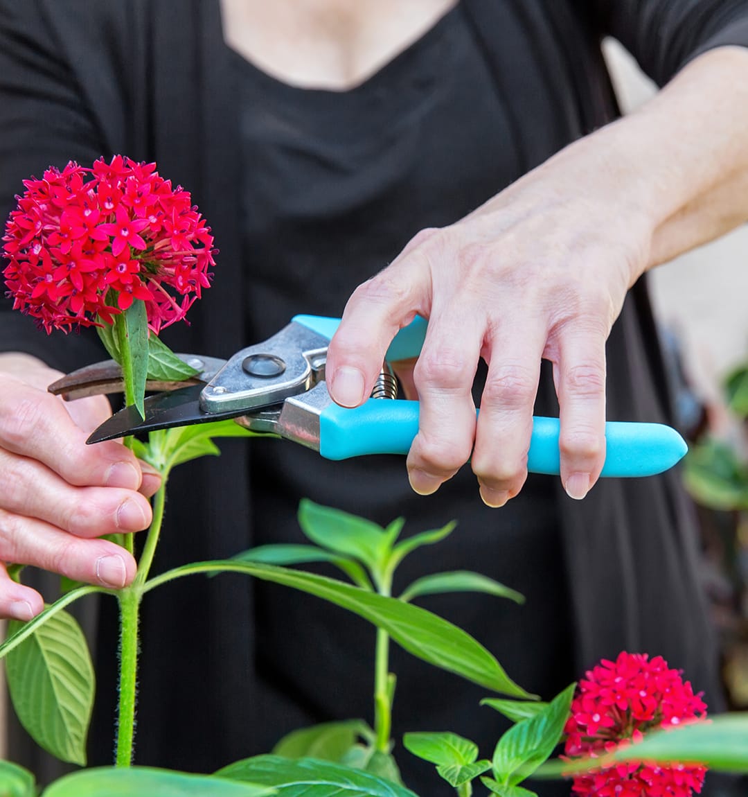 Woman cutting a flower in her garden